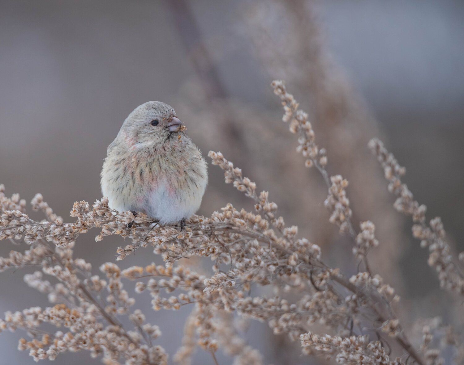 Photo #13245451