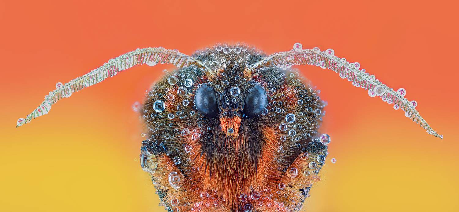 The Gypsy with drops.