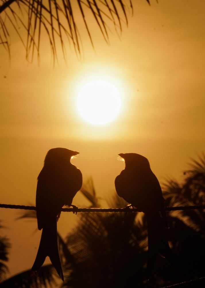 Photograph by Anirudh PR