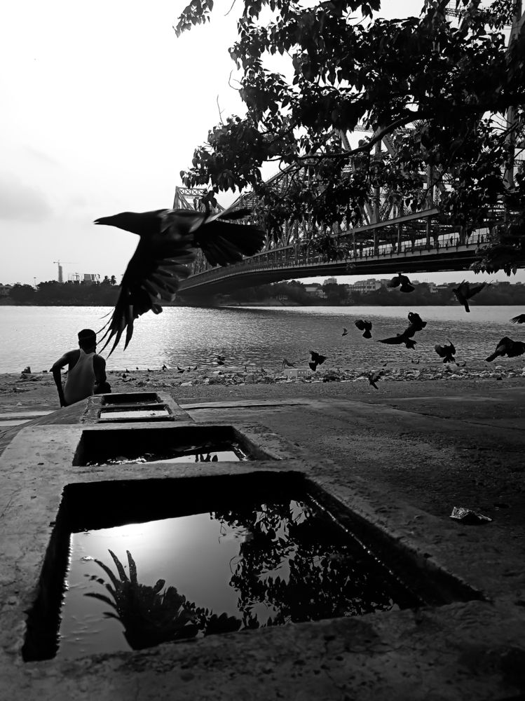 Flight and Stillness by the Riverside Bridge..