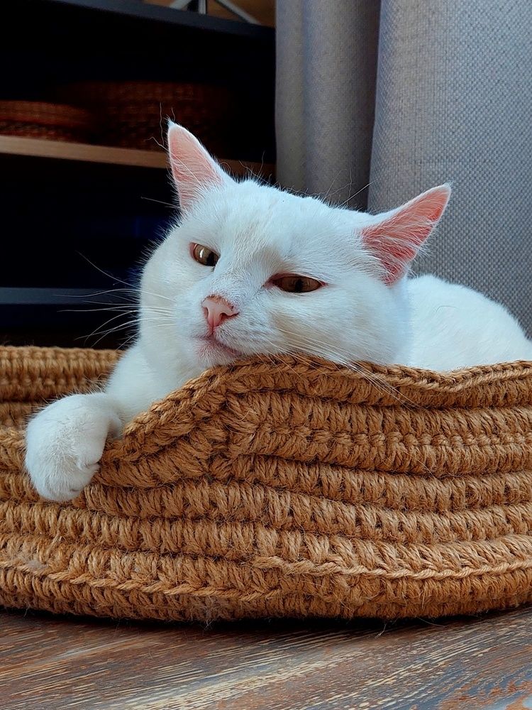 Котэша