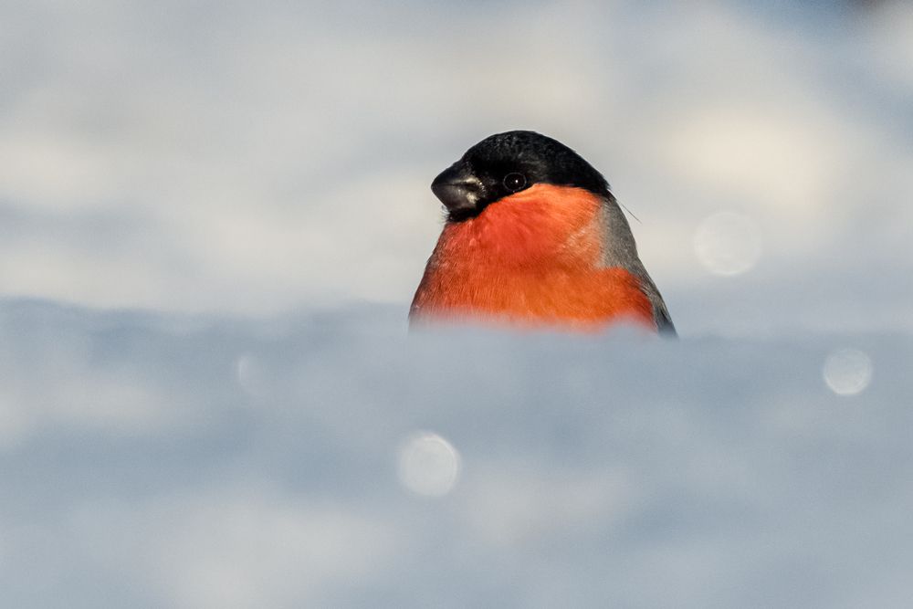 Photograph by Alvils Baltins