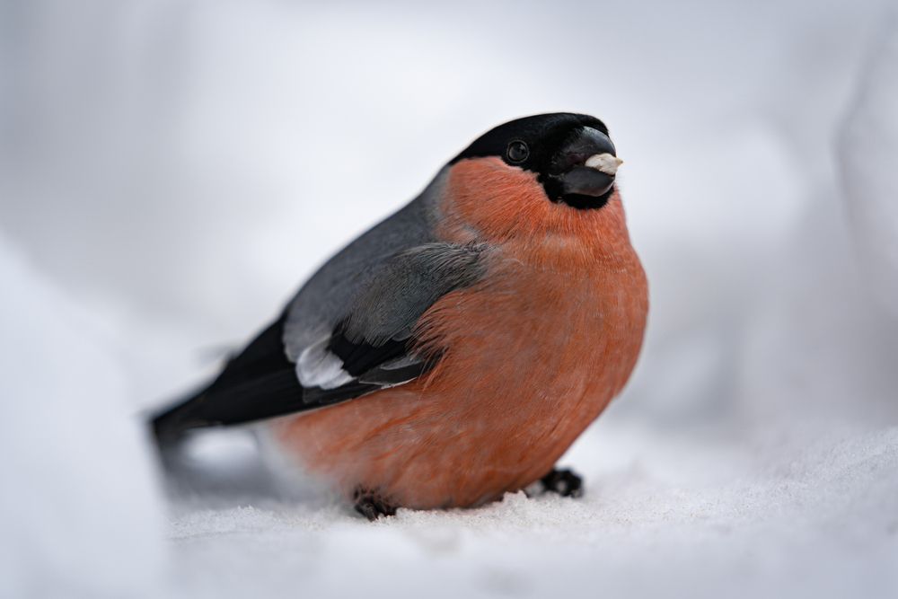 Photograph by Alvils Baltins