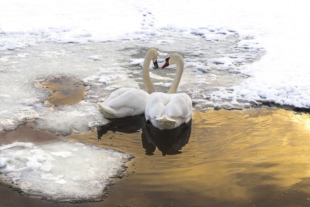 На двоих одно сердце