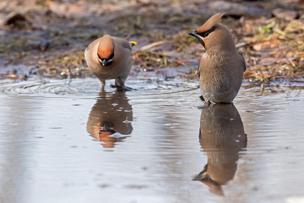 Photograph by Сосновских Вячеслав