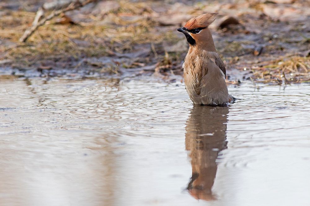 Photograph by Сосновских Вячеслав