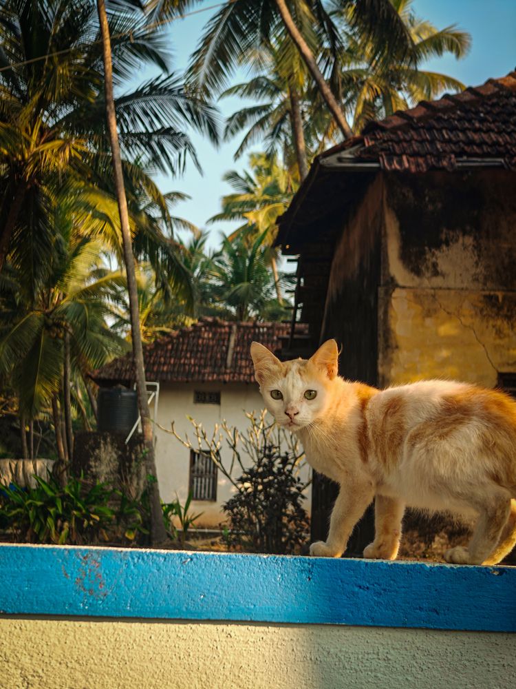 Photograph by Bandhav reddy Cheviti