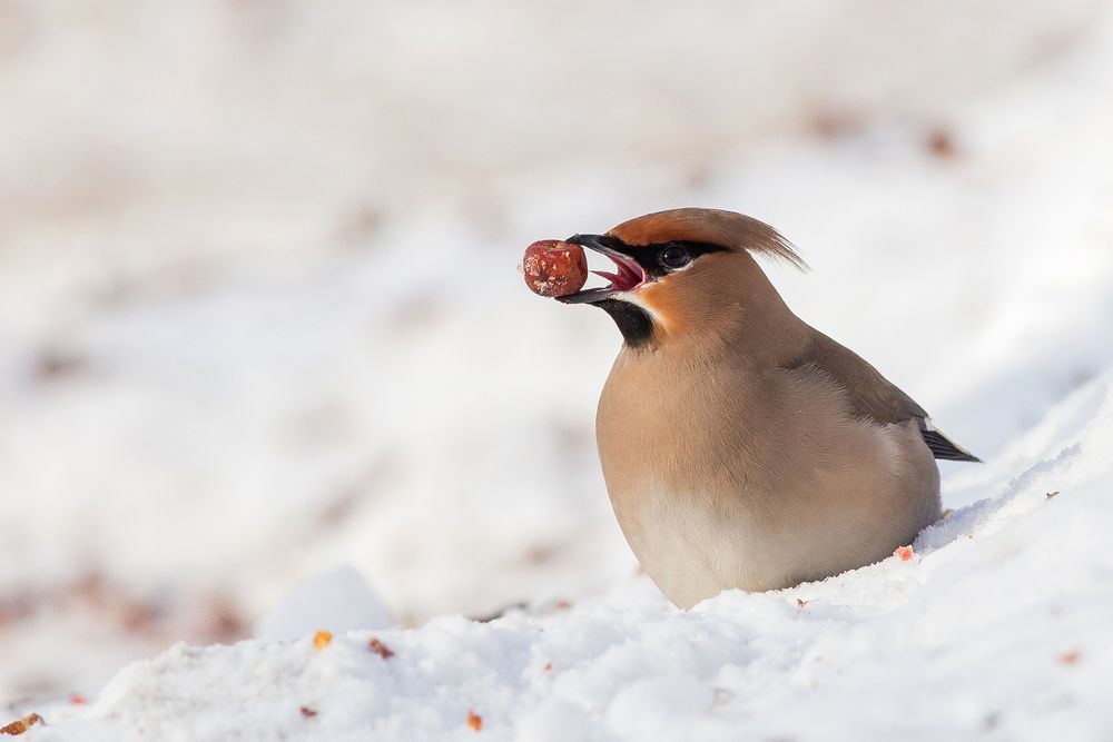 Photograph by Сосновских Вячеслав