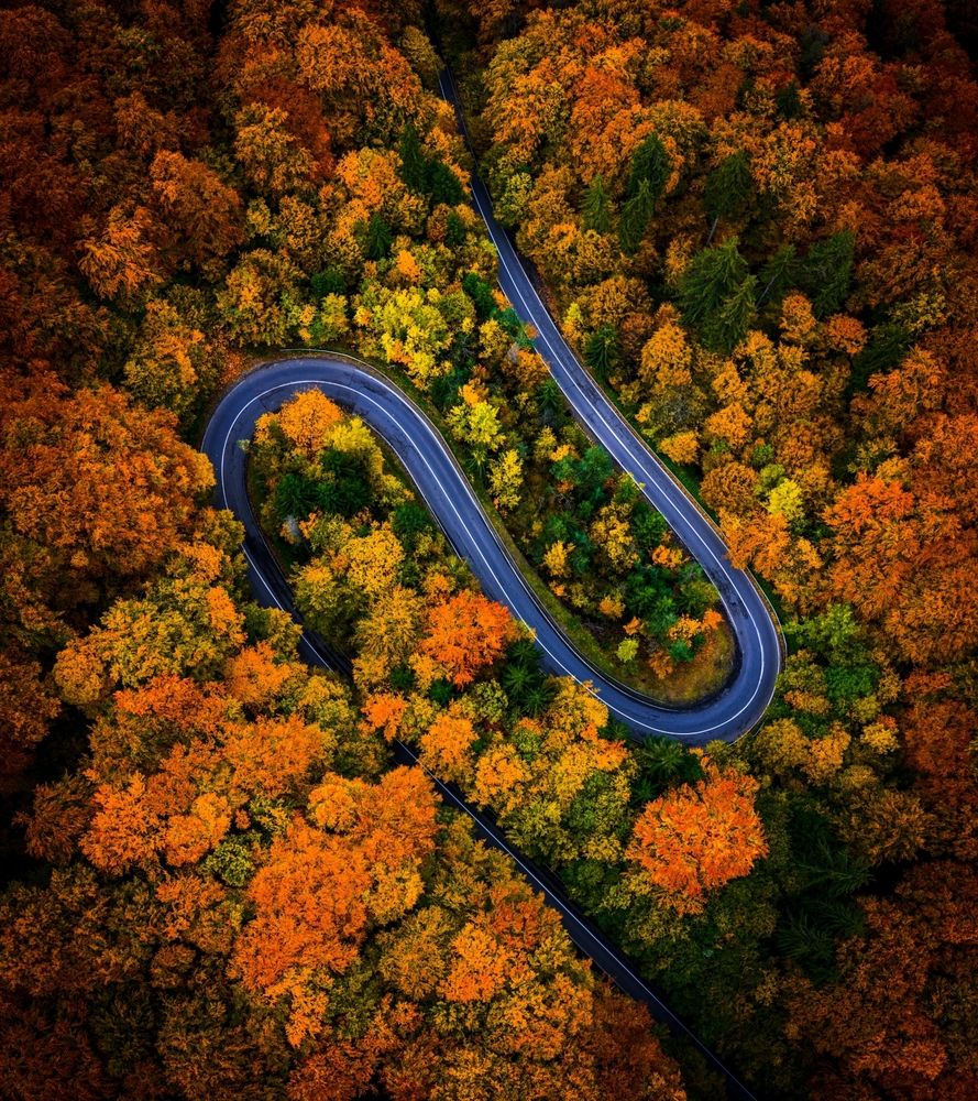 Road through Autumn