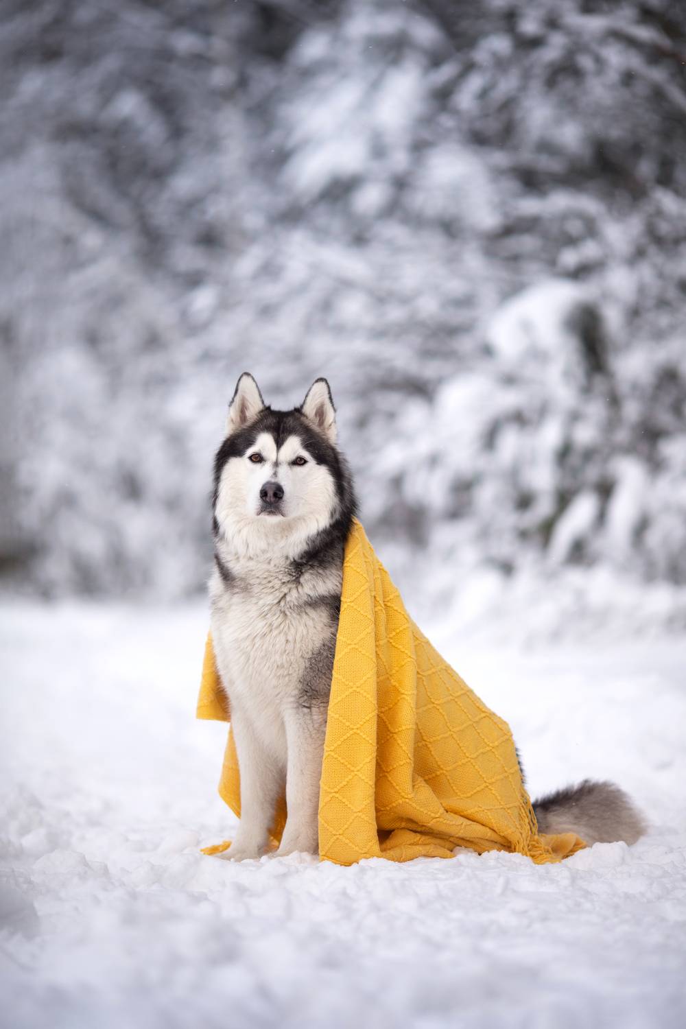 Photo #13246750
