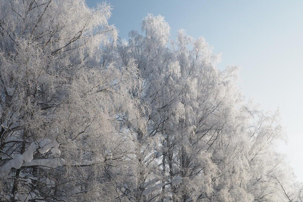 Photograph by Elena Topchevskya