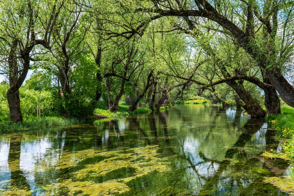 Фотография автора Antea Miloloza