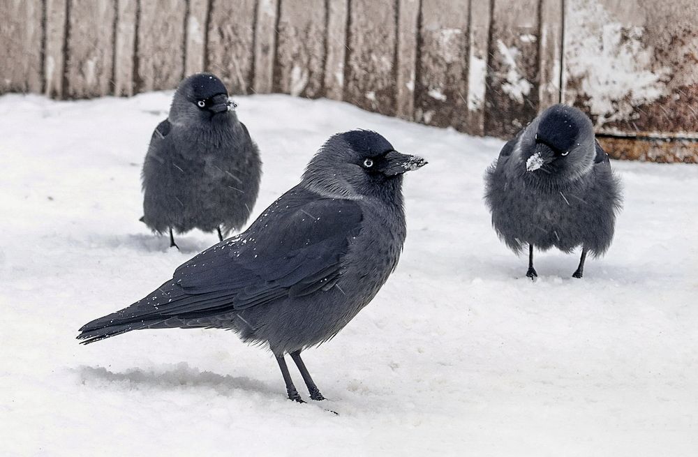 Фотография автора Е лена Е