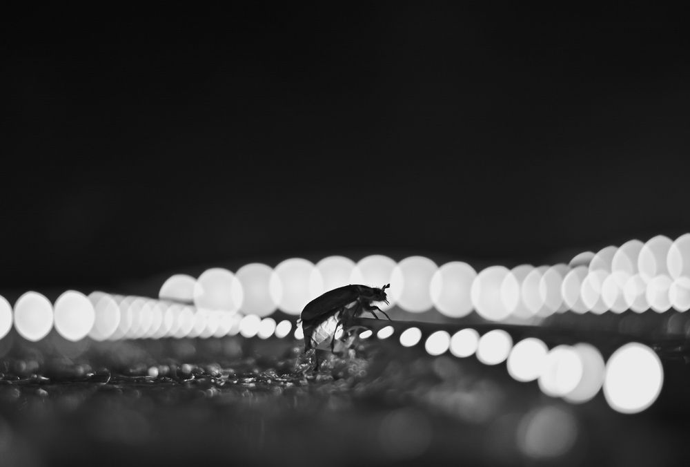 Photograph by Ясинский Константин
