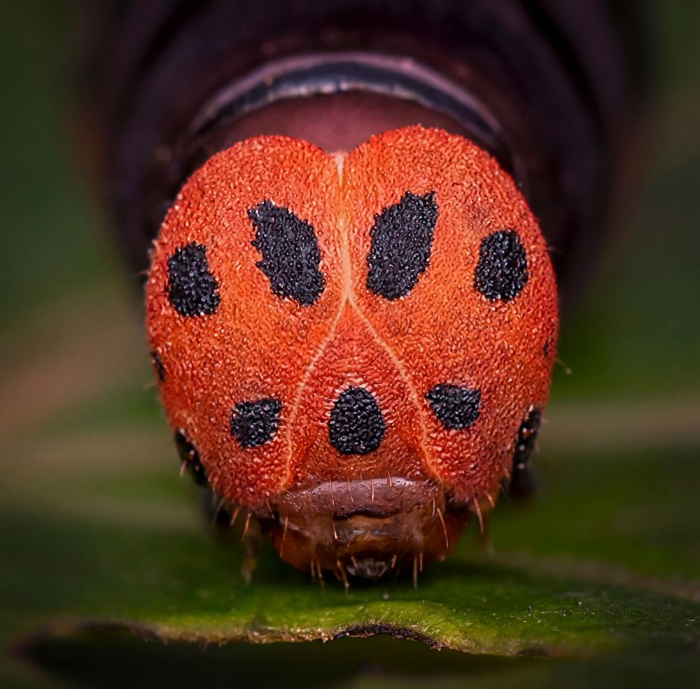 Photograph by Khalid Al-Wadhaihi