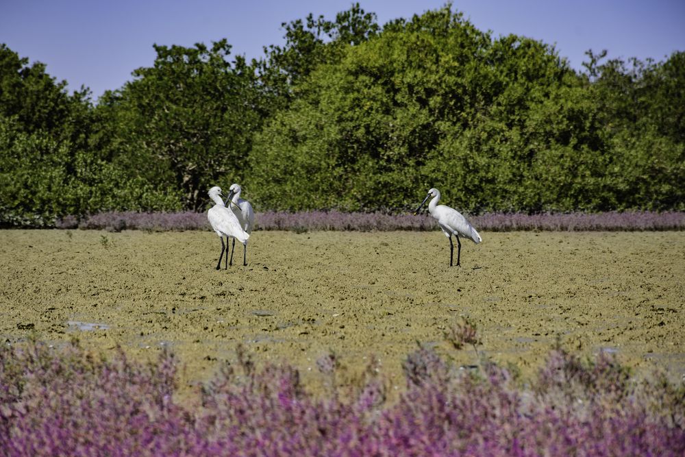 Photograph by Shahrouz Panahi