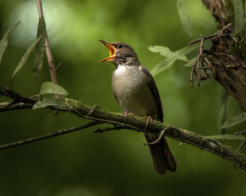 Photograph by Rodrigo Ramos