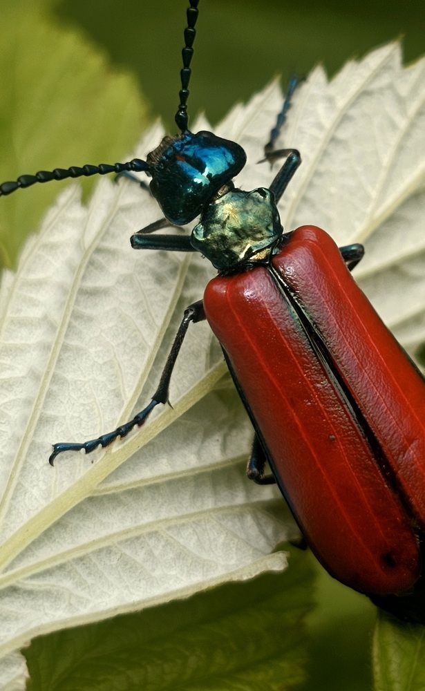 Photograph by Ann Nemchinova