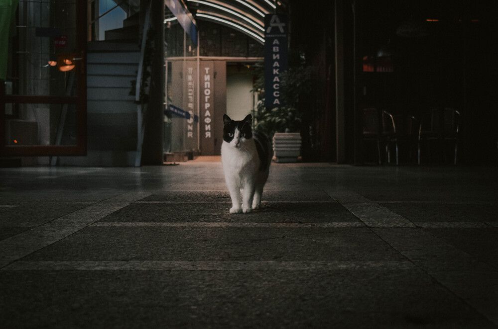 Photograph by Алена Менщикова