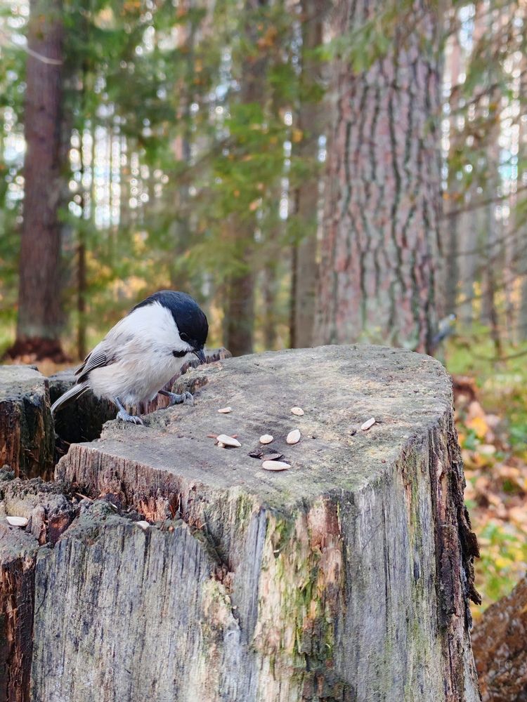 Photograph by Елена Кузьмичева
