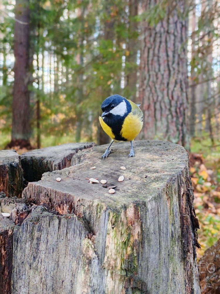 Photograph by Елена Кузьмичева