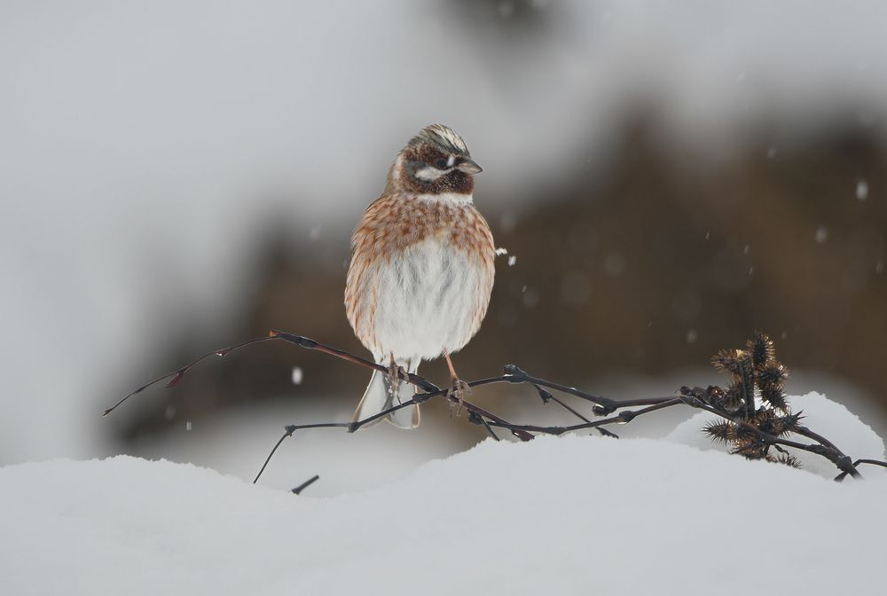 Pine bunting