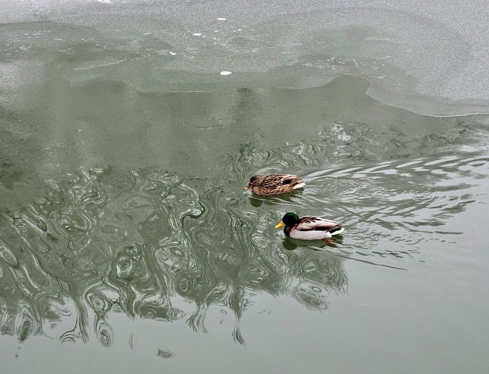 Photograph by Эльвира