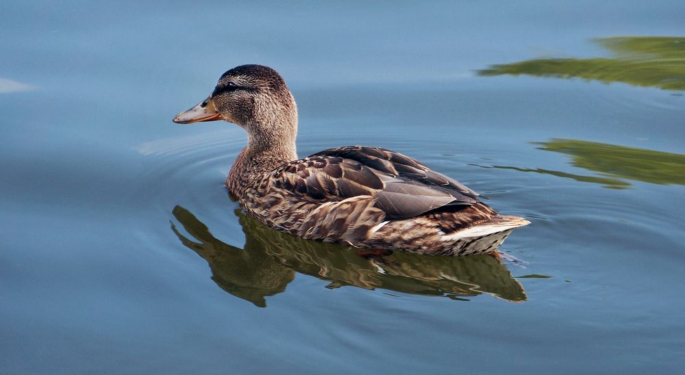 Фотография автора Е лена Е