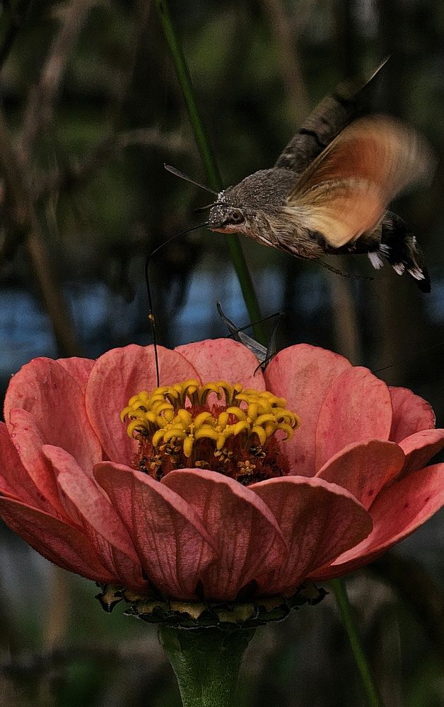 Photograph by Ann Nemchinova