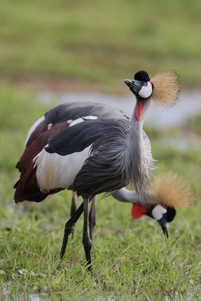 Двуглавый дракон