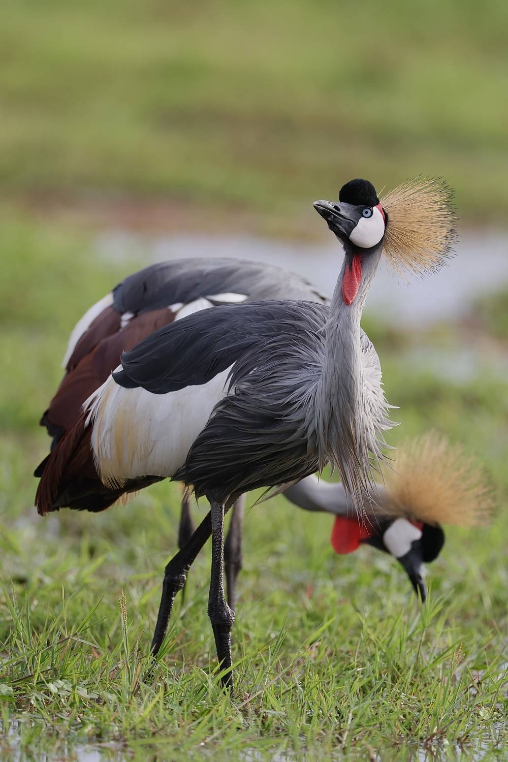 Двуглавый дракон