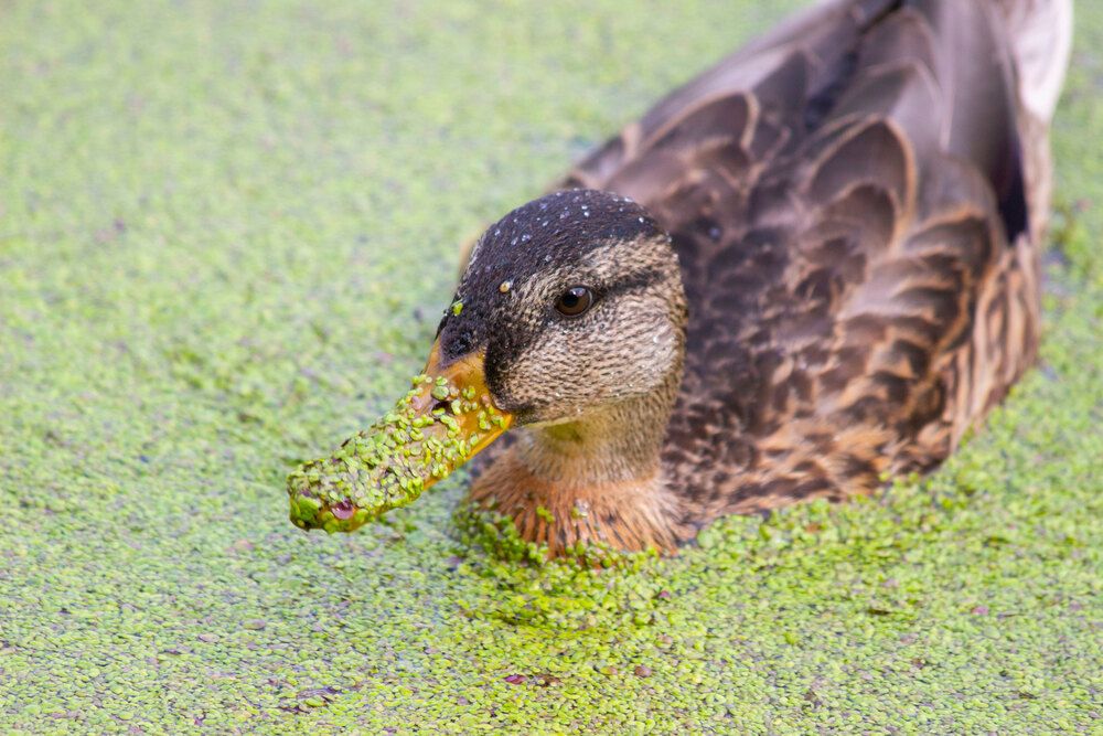 Photograph by Olga Buzuleva