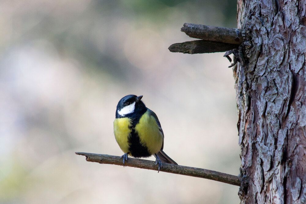 Photograph by Olga Buzuleva