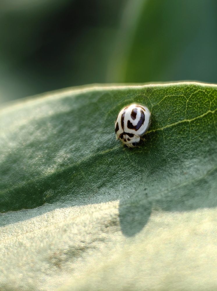 Photograph by Кристина Феминова