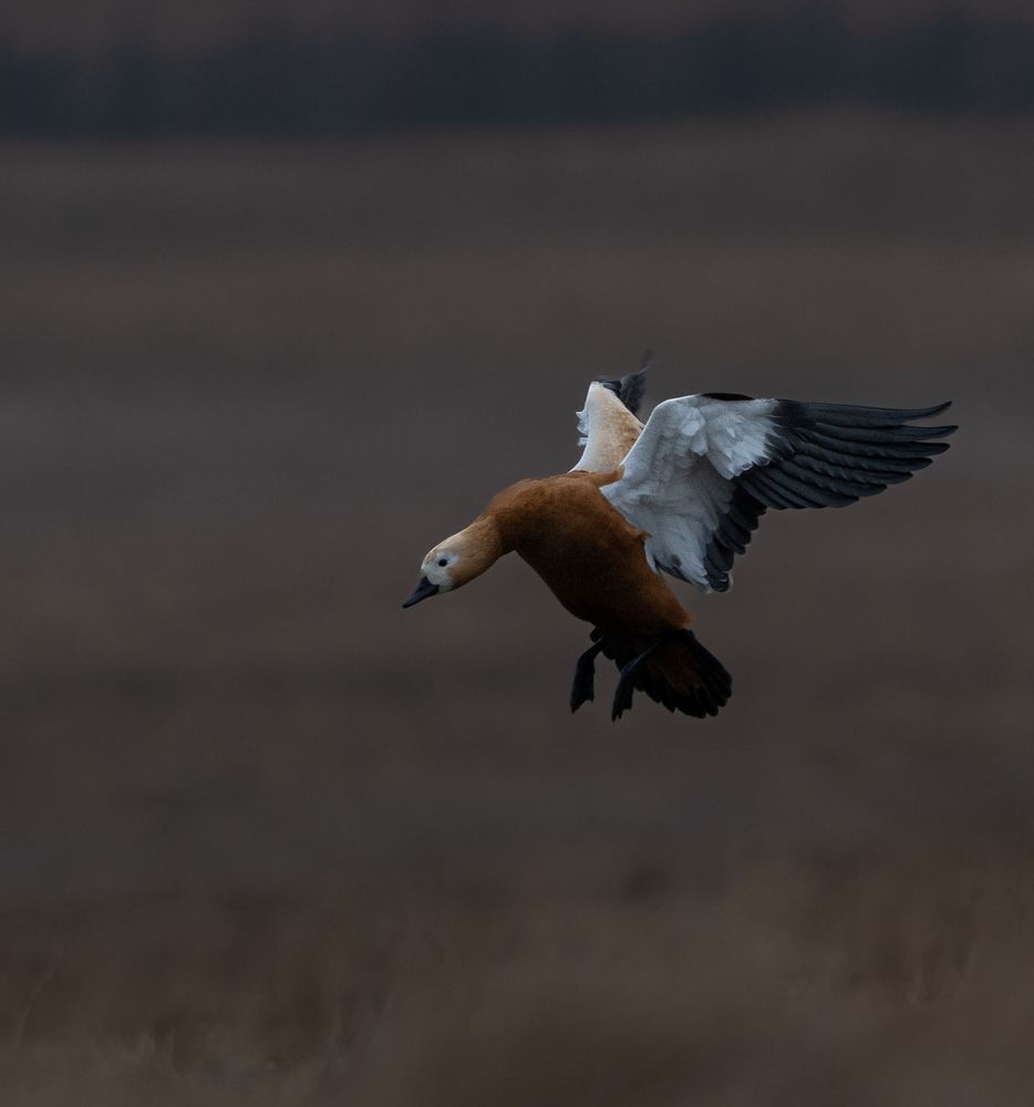 Photograph by Penden wangchuk