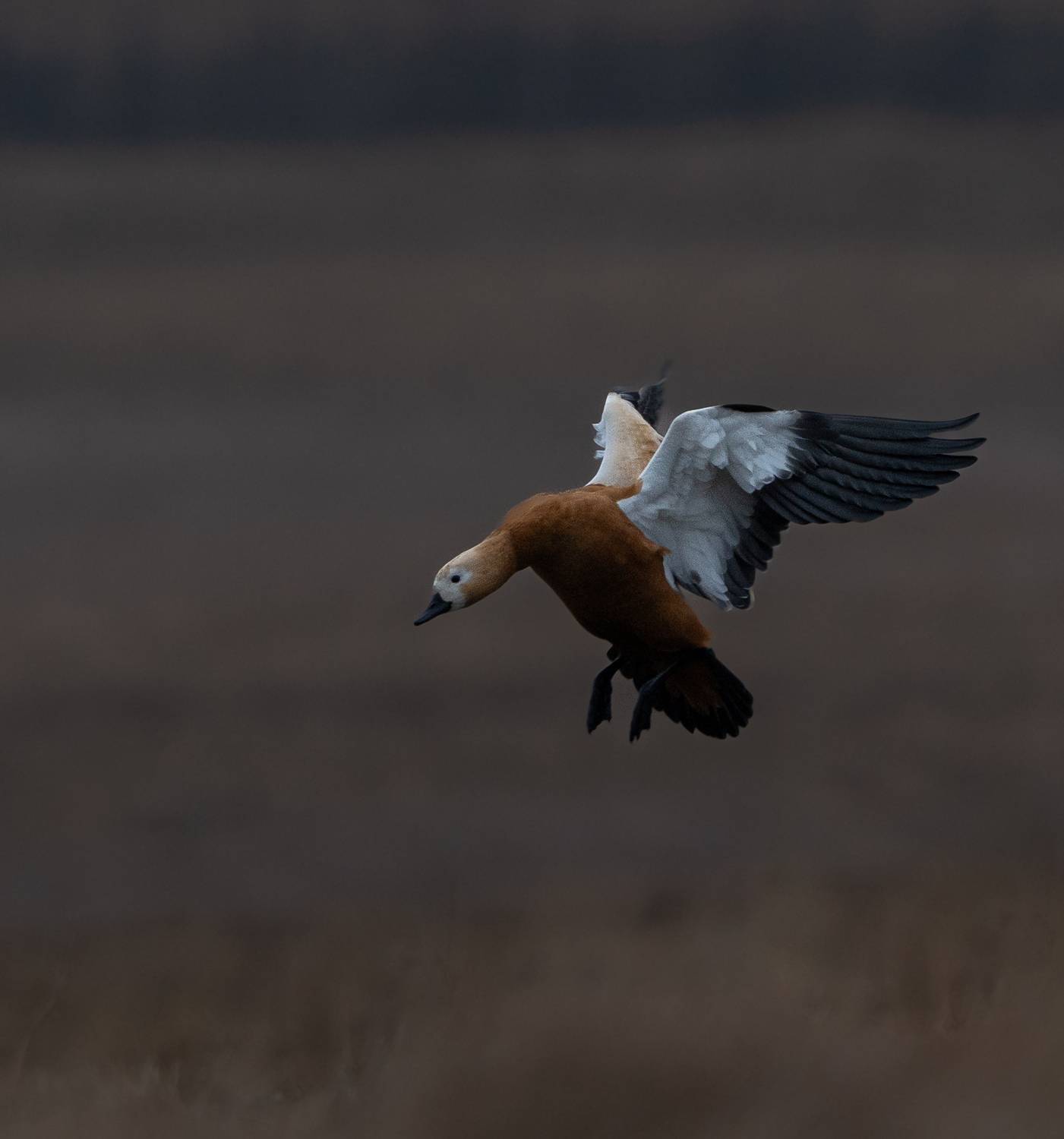 Фотография #13248002