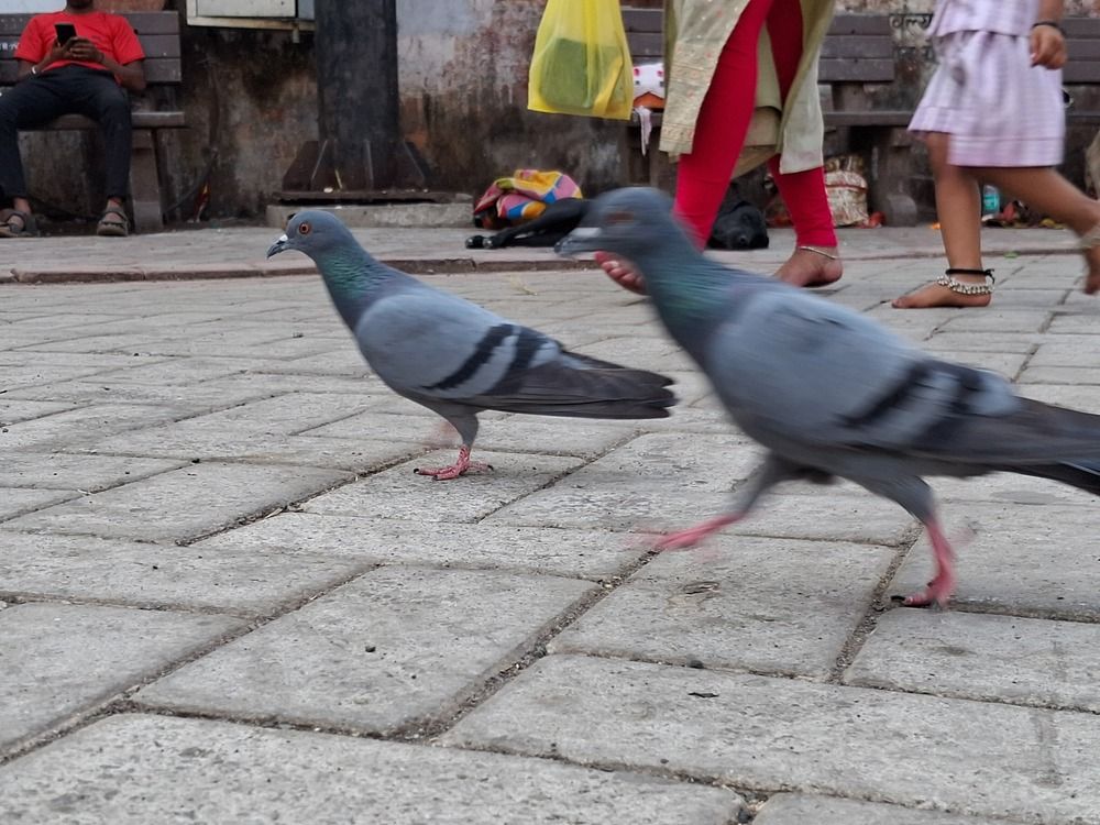 Фотография автора Vijayakumar