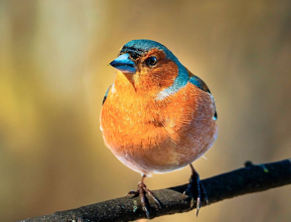 Фотография автора Ivanova Helena