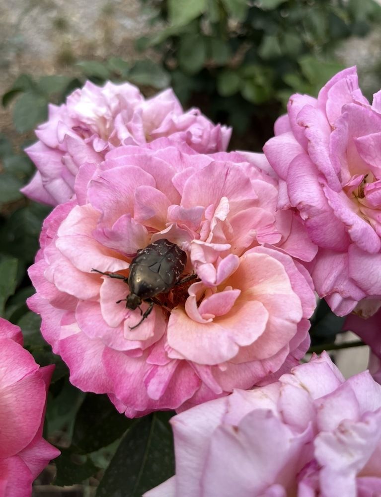 Photograph by Анатолий Протасов