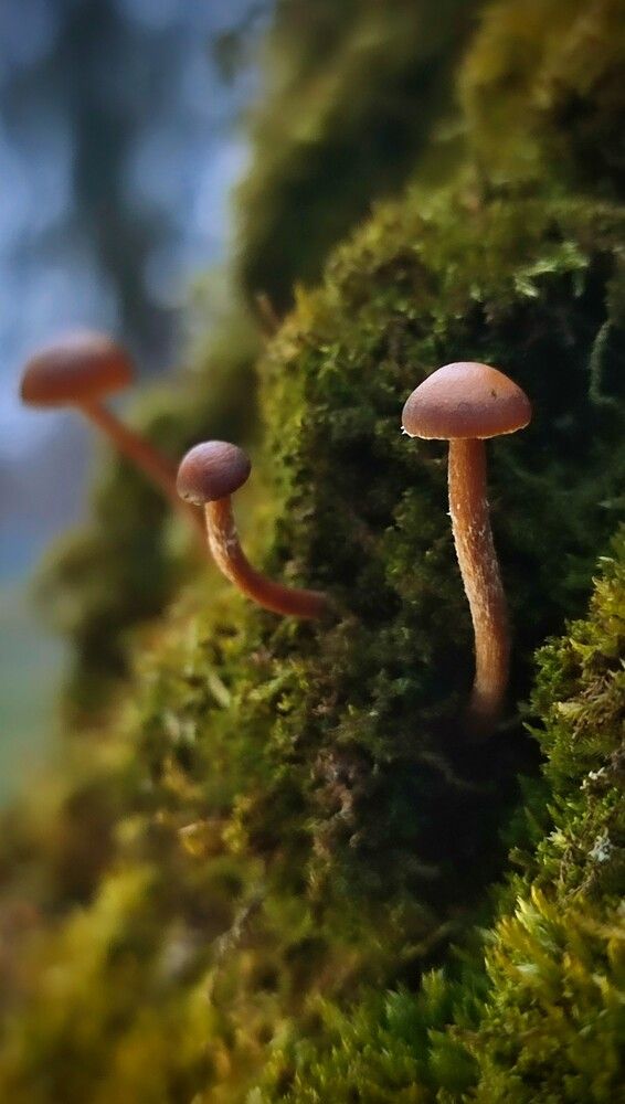 Photograph by Оксана Георгиевна