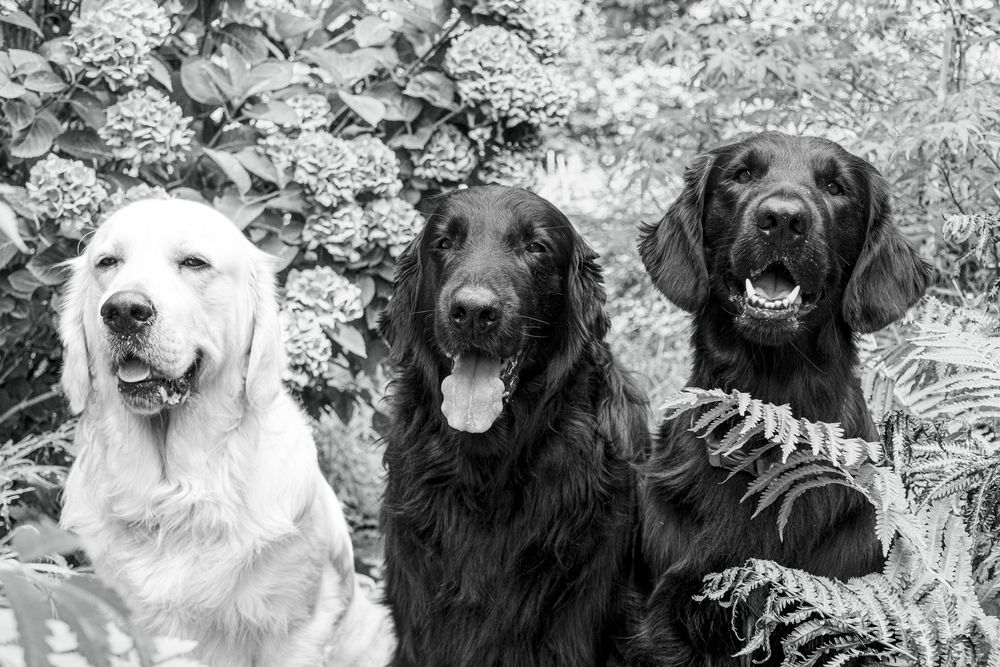 Our Three Musketeers
