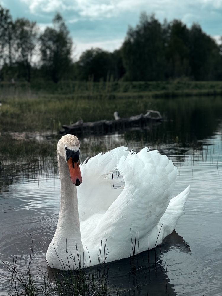 Photograph by Светлана Долганова