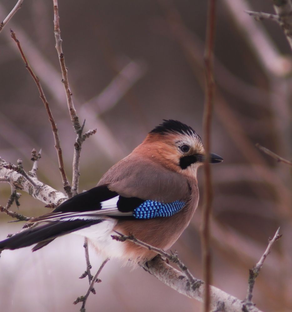 Фотография автора Татьяна Гончарова