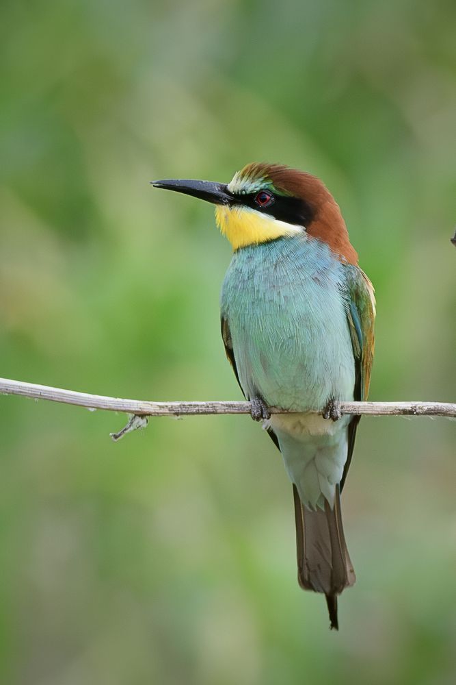 Photograph by Dino Sirica