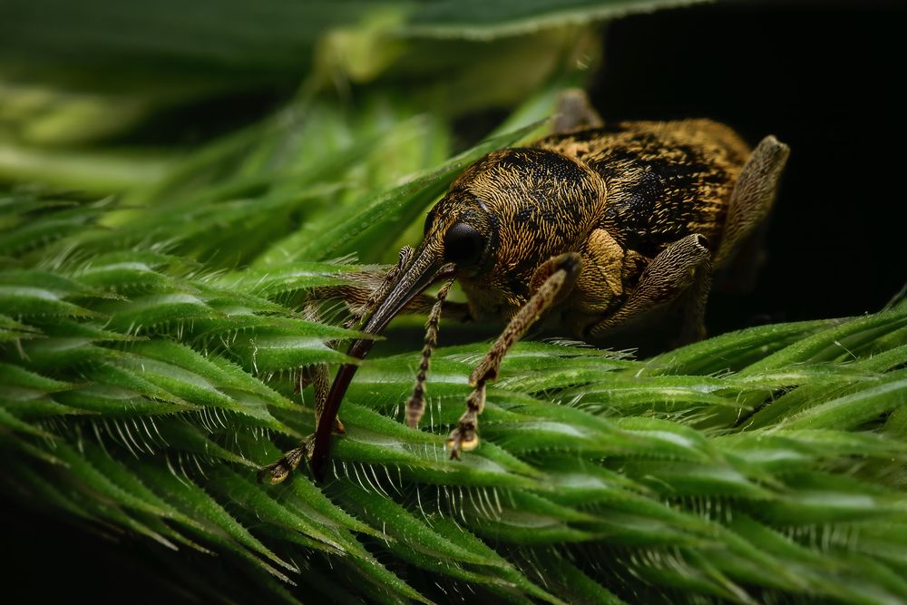 Photograph by Dino Sirica