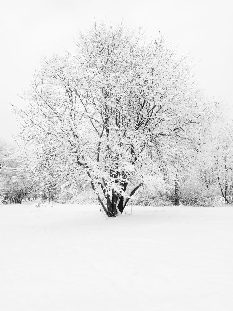 White winter
