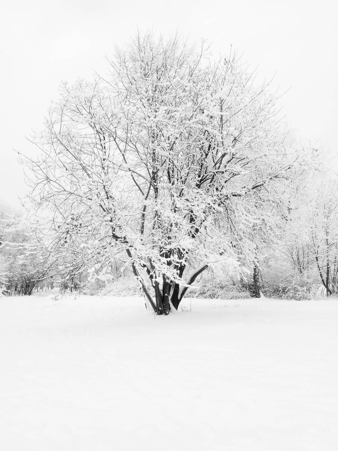 White winter