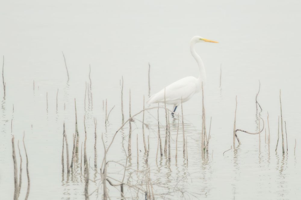 Migrant Birds of Shenzhen Bay