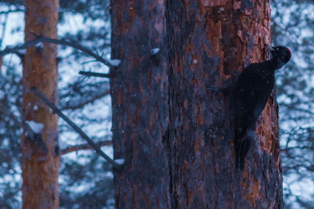 Photograph by Оркина Ксения