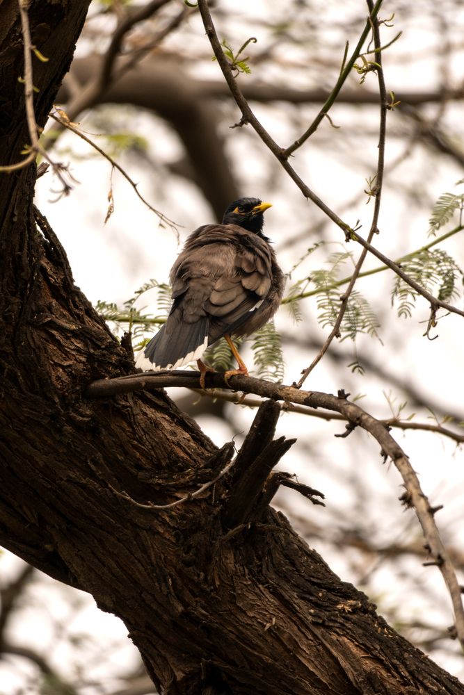 Attentive Look (Common Myna)